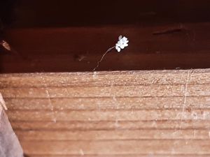 프랑스 리옹에서 발견된 것으로 추정되는 우담바라 꽃