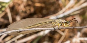 Myrmecaelurus trigammus 성충