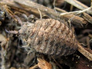Myrmeleon immaculatus 유충