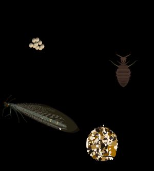 Distoleon tetragrammicus의 생활사