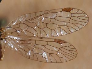 색깔 있는 날개점이 보이는 Raphidia ophiopsis의 날개