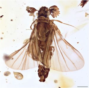 줄기 그룹 부채벌레 Heterobathmilla kakopoios(†Phthanoxenidae) in 버마 호박, 약 1억 년 전