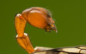 수컷의 융기된 전갈 모양 꼬리는 밑들이에게 불길한 평판을 얻게 했지만, 그들은 쏘지 않는다.