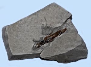 플라이오세의 날개멸속 종 화석