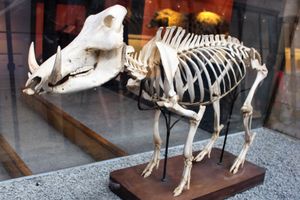 런던자연사박물관(Natural History Museum)의 골격, 영국 런던