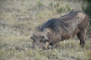 혹멧돼지가 남아프리카 공화국 아도 코끼리 국립공원에서 풀을 뜯고 있다.
