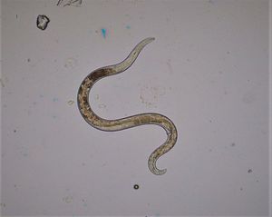 사상충증은 기생 선충에 의해 발생한다