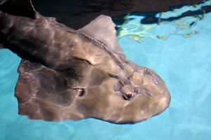 뉴포트 수족관에 있는 암컷 목탁수구리 "스위트피"