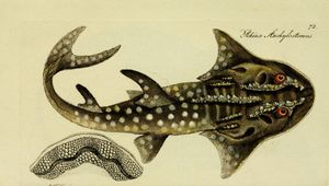 1801년 Systema Ichthyologiae에 처음 기재된 목탁수구리의 세밀화