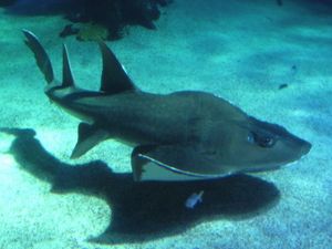 호주의 목탁수구리