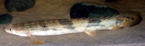 Polypterus endlicherii