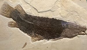 와이오밍 화석 버트에서 발견된 에오세 가아 Masillosteus