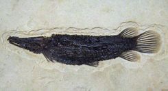 가아목의 화석종(Atractosteus simplex)。가아류는 백악기부터 시신세에 걸쳐 거의 전 세계에서 번성했지만, 현생종의 분포는 북아메리카·중앙아메리카에 한정된다.