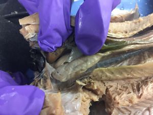 아미아고기(Amia calva)의 부레 해부