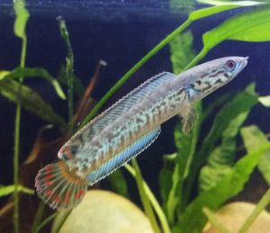 수족관에 있는 어린 Channa bleheri