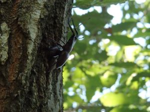 촬영지: 사이타마현지치부