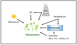 식물성 플랑크톤 생산성에 영향을 미치는 환경 요인