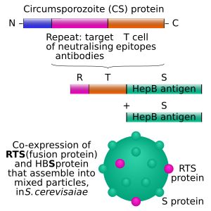 RTS,S 재조합 단백질 바이러스 유사 입자