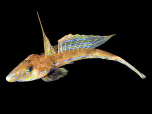 요메고치속의 일종 Callionymus lyra (네즈보과)