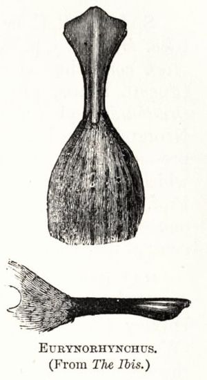 옆면과 위에서 본 부리