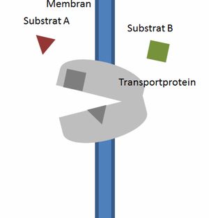 역수송체의 메커니즘을 단순화하여 그림으로 나타낸 것