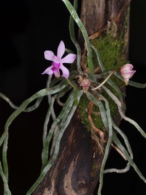 꽃이 핀 Phalaenopsis taenialis