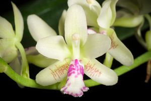 Phalaenopsis japonica of Phalaenopsis subg. Hygrochilus