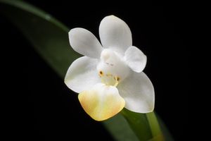 Phalaenopsis lobbii of Phalaenopsis sect. Parishianae