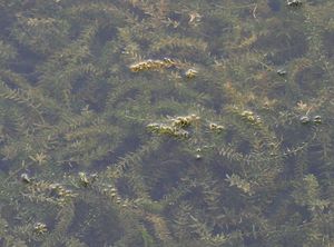 Hydrilla verticillata