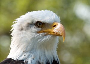 순막을 반쯤 닫은 흰머리수리.