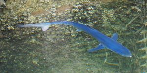 갈리시아, 스페인에 있는 어린 청상아리