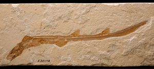 백악기 후기 얼룩상어과 화석