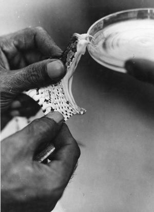 러셀살무사에게 "독액 채취"를 하고 있다. 실험실에서는 추출한 뱀독을 사용하여 항독소를 생산하며, 이는 치명적인 뱀에 물린 상처에 대한 유일한 효과적인 치료법인 경우가 많다.