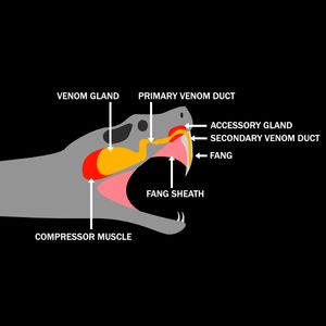 뱀의 독액 전달 시스템 기본 다이어그램