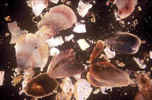 퇴적물 트랩 샘플, 테르마이코스 만, 그리스, 2000. 63μm 기공 크기 망 위의 수집된 재료의 입체 이미지. 석회질 껍질과 플랑크톤 유기체의 골격을 확인할 수 있다.