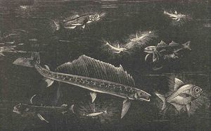 찰스 프레데릭 홀더가 그린 발광성 어류 그림. 중층원양대에 서식하는 어류의 예시이다.