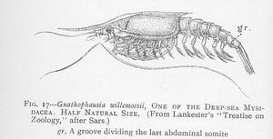 심해 민물새우, Gnathophausia spp.