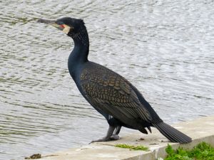 노섬벌랜드 (영국)