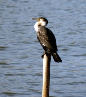 수스-마사 국립공원 (모로코)