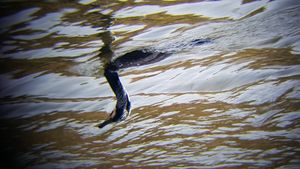 잠수를 준비하는 가마우지의 헤엄