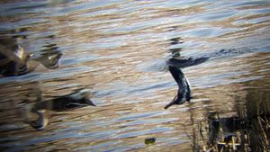 흰뺨검둥오리들과 가마우지