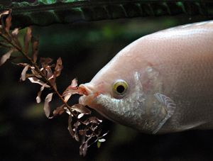 수족관의 Helostoma temminkii