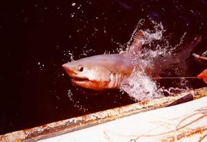 Shark breaking the water surface next to a ship, with a fishing line coming from its mouth