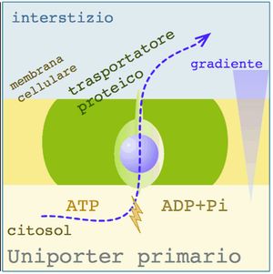 세포막을 가로지르는 단일 수송체의 기전