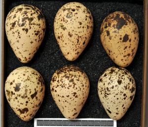 비스바덴 박물관에 전시된 붉은발도요 알