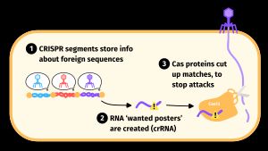 세균은 적응 면역 체계의 일부로 CRISPR을 사용하여 박테리오파지로부터 방어한다.