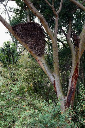 아카시아 나무의 갈라진 틈에 지어진 둥지의 전체 모습