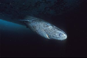누나부트 준주(Nunavut) 애드미럴티 만(Admiralty Inlet)에 있는 그린란드상어, Ommatokoita가 있음