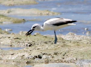 게물떼새가 게를 먹고 있다