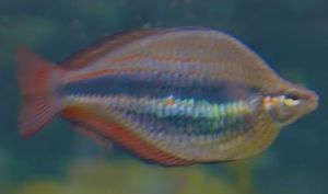 멜라노타에니아 트리파스키아타